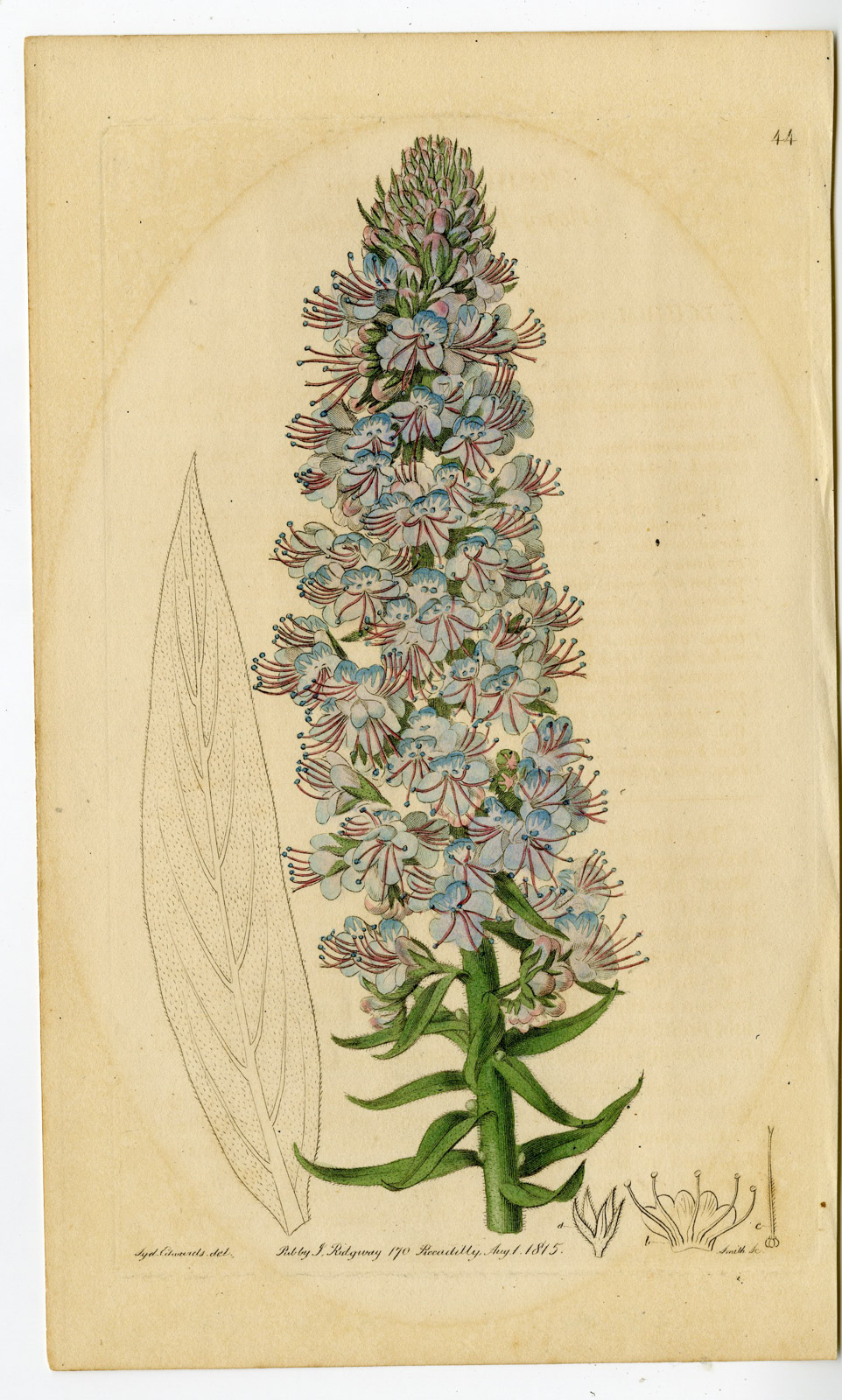, Antique Print-FLOWER-UNIDENTIFIED-PL. 44-Smith-Edwards-1815, Pictura Antique Prints