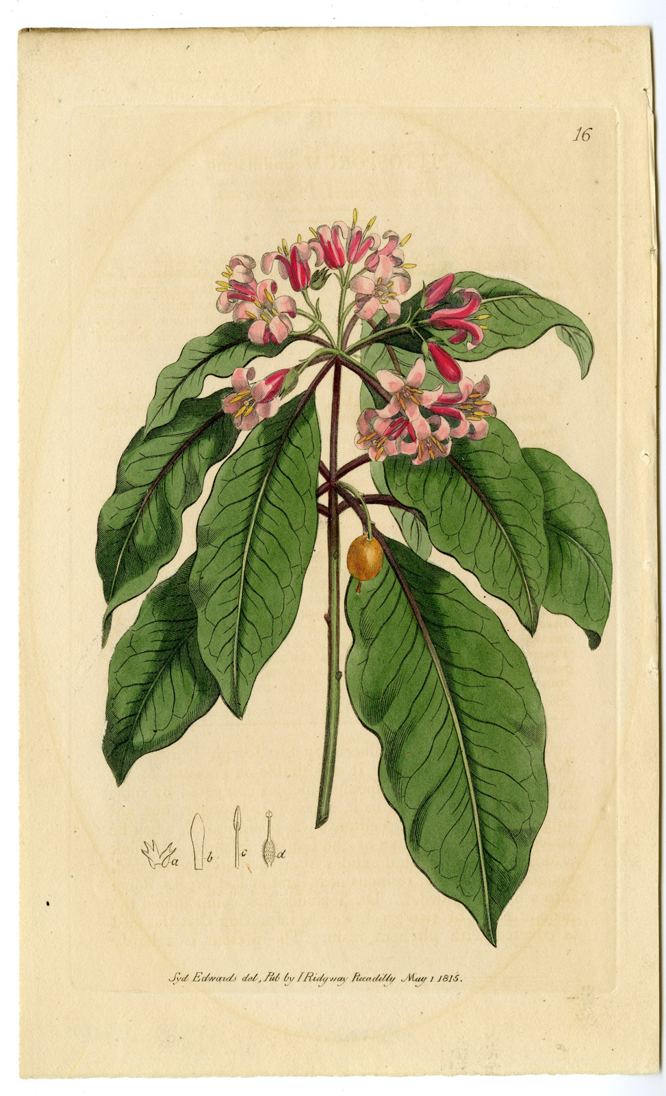 , Antique Print-FLOWER-UNIDENTIFIED-PL. 16-Edwards-1815, Pictura Antique Prints