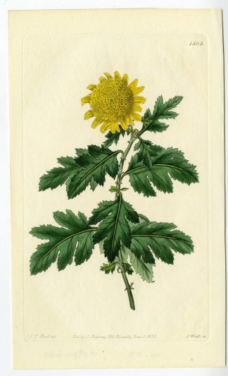 Antique Print-SNEEZEWEED-HELENIUM AUTUMNALE-PL. 1502-Watts-Hart-1832