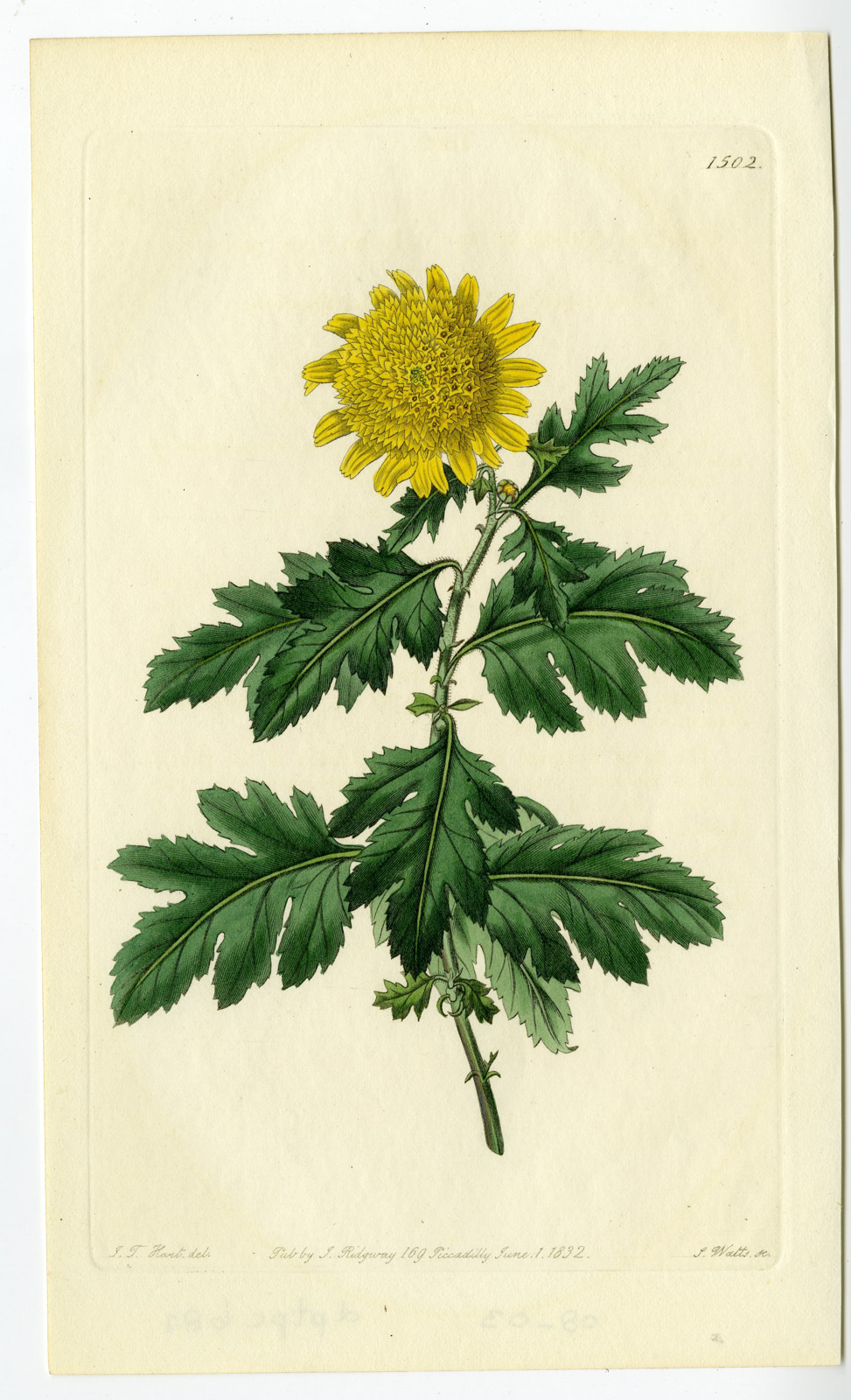 , Antique Print-SNEEZEWEED-HELENIUM AUTUMNALE-PL. 1502-Watts-Hart-1832, Pictura Antique Prints