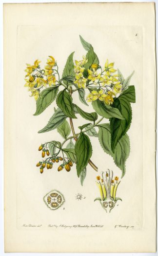 Antique Print-HYPERICUM PERFORATUM-ST. JOHN'S WORT-PL. 5-DRAKE-BARCLAY-Barkley-Drake-1840