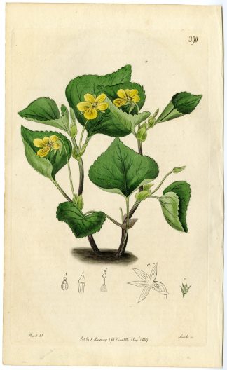 Antique Print-OENOTHERA FRUTICOSA-SUNDROPS-PL. 390-WARD-SMITH-Smith-Hart-1819