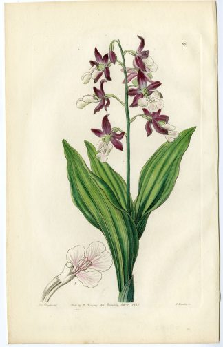 Antique Print-ORCHID-PL. 55-Barkley-Drake-1840