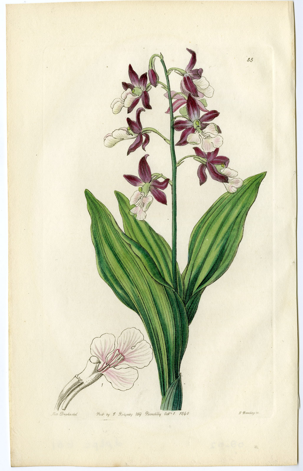, Antique Print-ORCHID-PL. 55-Barkley-Drake-1840, Pictura Antique Prints