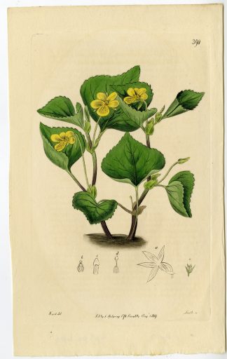 Antique Print-OENOTHERA FRUTICOSA-SUNDROPS-PL. 390-Smith-Hart-1819