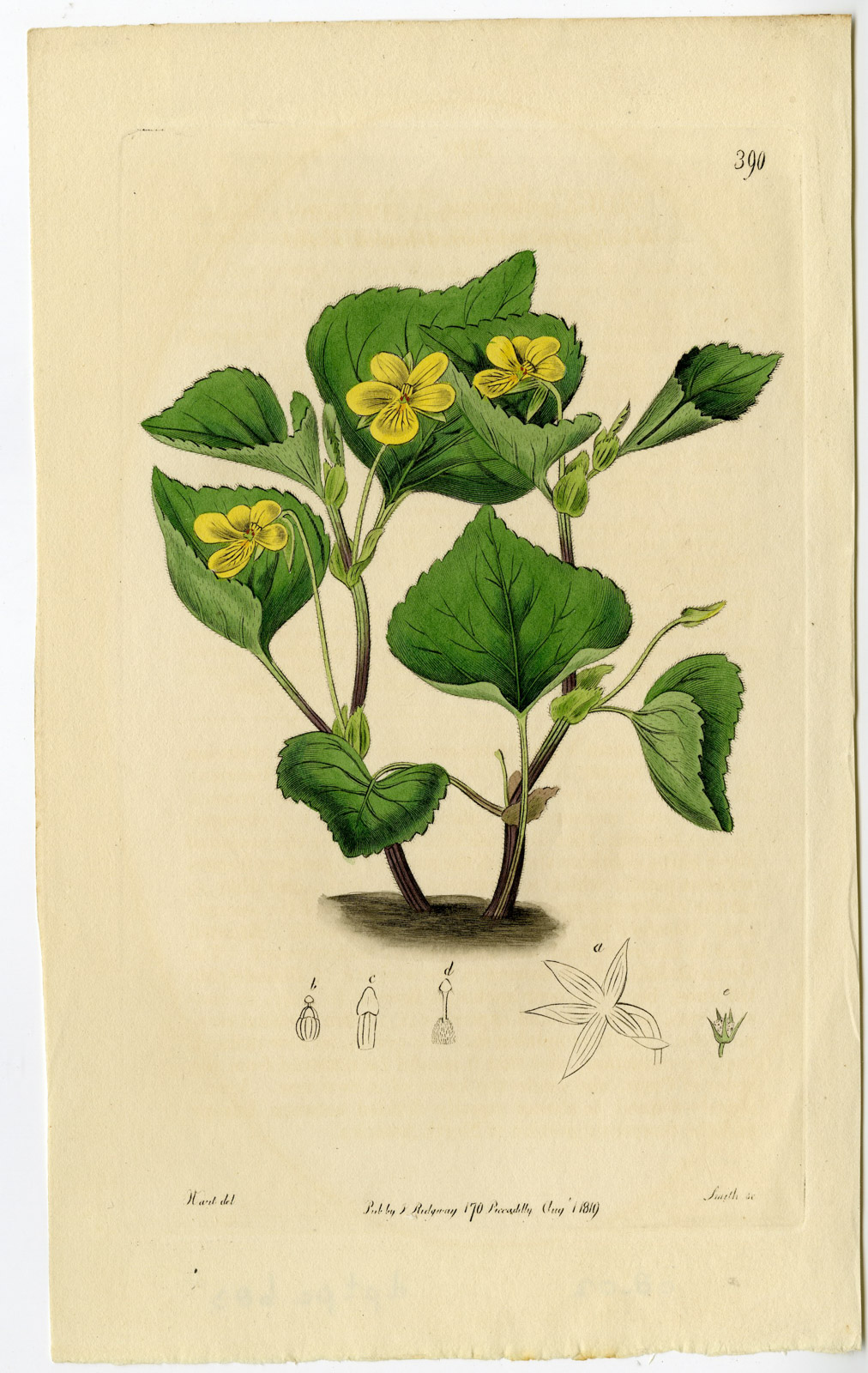 , Antique Print-OENOTHERA FRUTICOSA-SUNDROPS-PL. 390-Smith-Hart-1819, Pictura Antique Prints