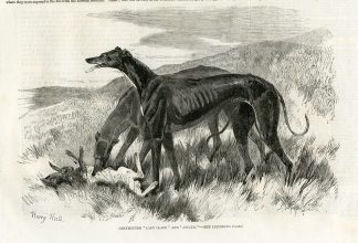 Antique Print-GREYHOUND-FIELD-HARE-LADY CLARE-ASYLUM-Harry Hall-1856