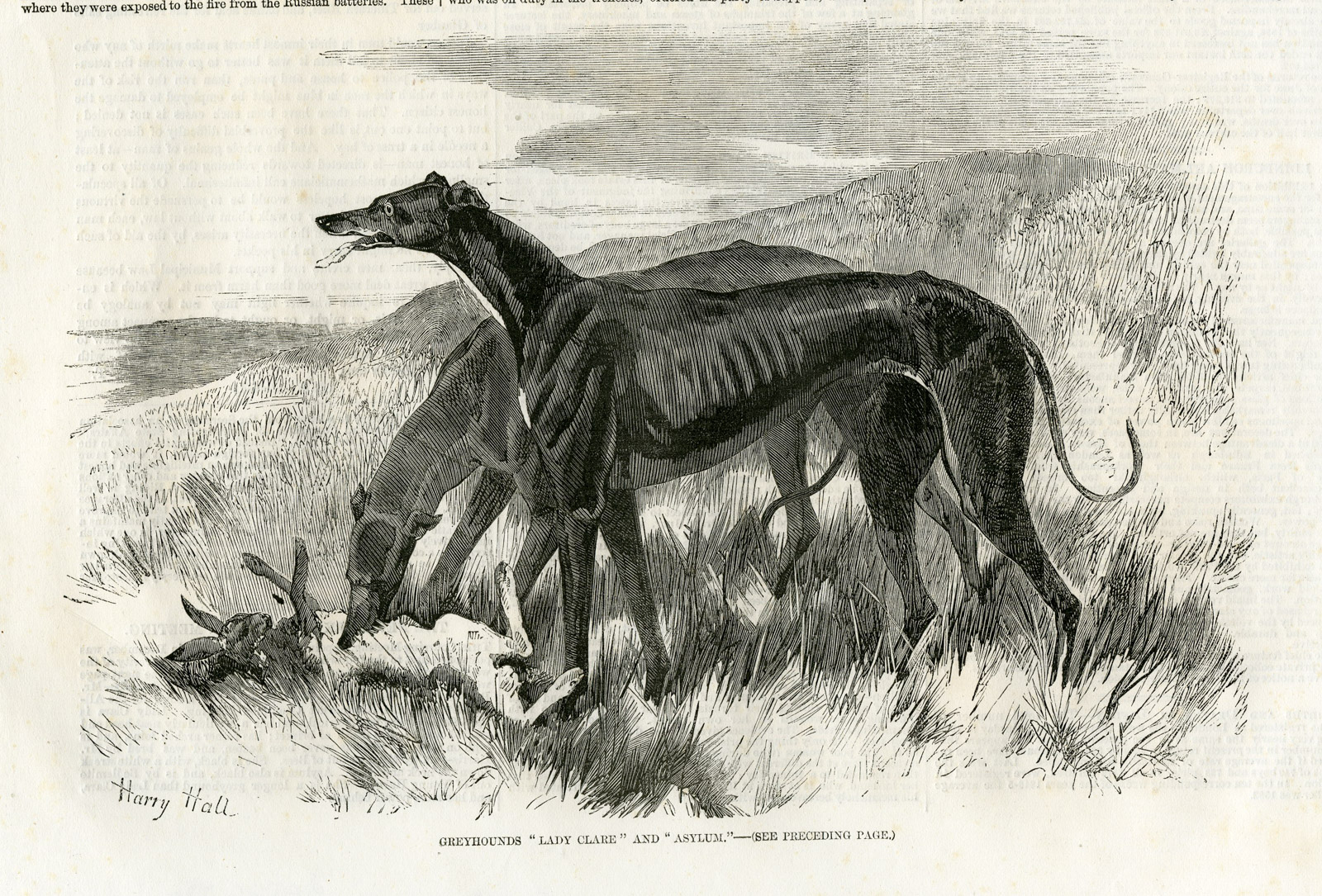 Pictura 00622 416x282 Antique Print-GREYHOUND-FIELD-HARE-LADY CLARE-ASYLUM-Harry Hall-1856