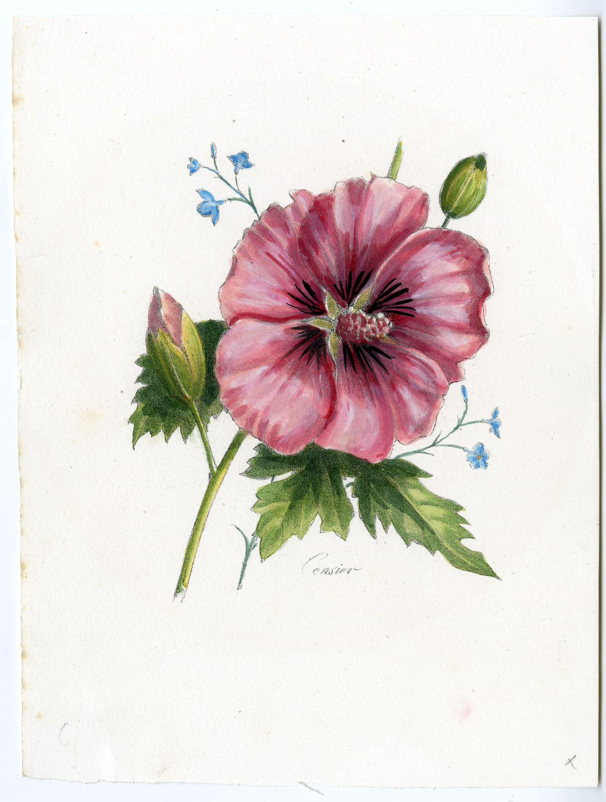 , Antique Print-HIBISCUS-FLOWER-BUD-Censier-1850, Pictura Antique Prints