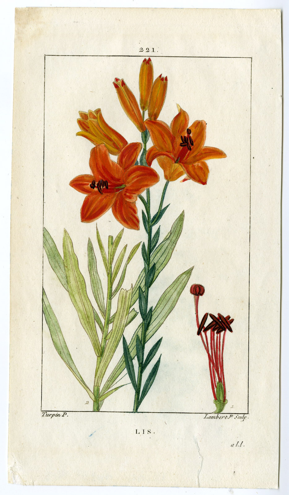 , Antique Print-FLOWER-IRIS-LIS-IRIDACEAE-PL. 221-Lambert-Turpin-1828, Pictura Antique Prints
