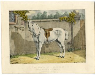 Antique Print-PORTRAIT-WHITE HORSE-SADDLE-Herring-1850