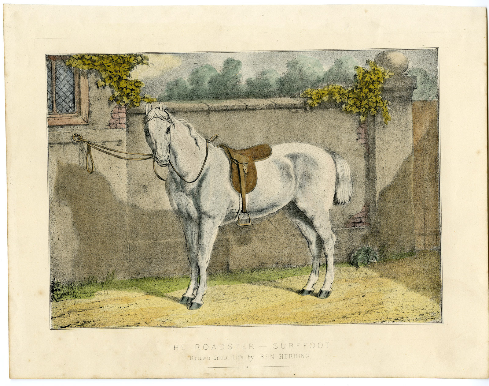 , Antique Print-PORTRAIT-WHITE HORSE-SADDLE-Herring-1850, Pictura Antique Prints