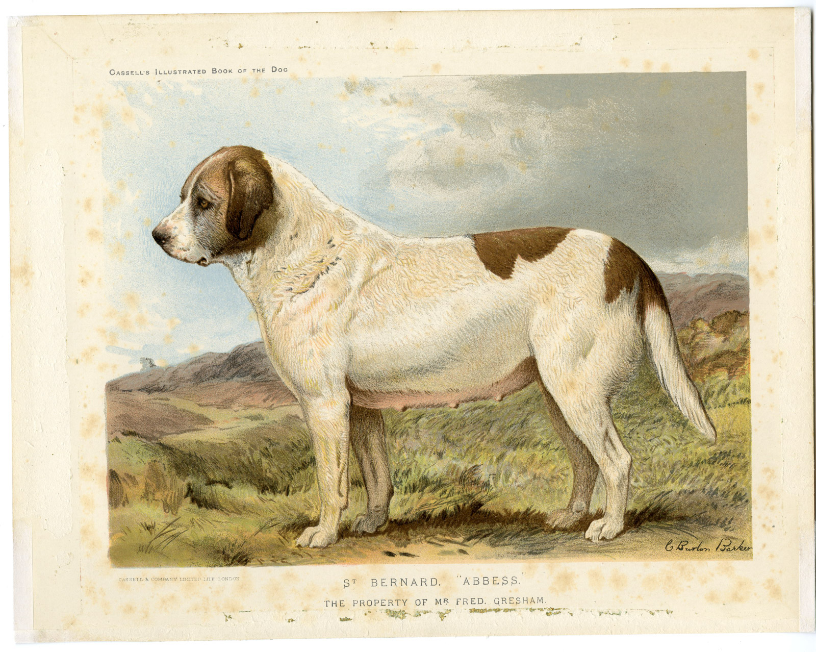 , Antique Print-ST BERNARD-ABBESS-DOG-BREED-Burton Barker-Cassell-1881, Pictura Antique Prints