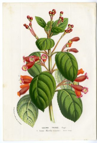 Antique Print-KOHLERIA TRIANEI-SANTA MARTHA-Anonymous-1860