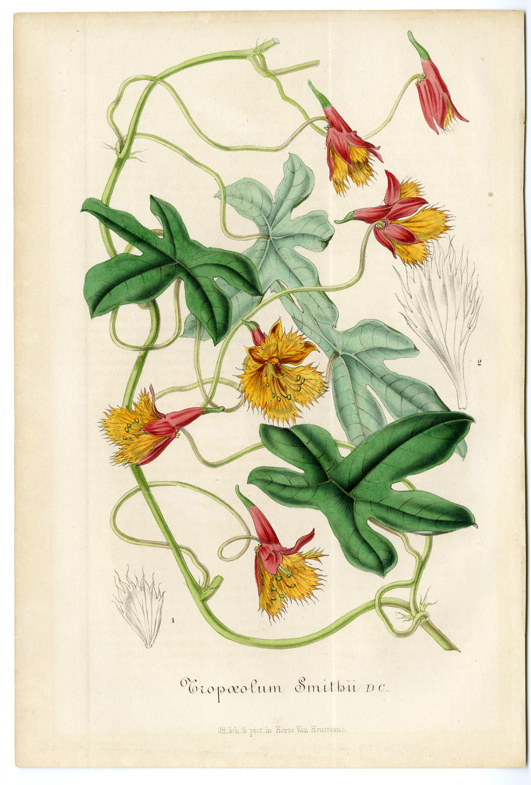, Antique Print-TROPAEOLUM SMITHII-NASTURTIUM-Anonymous-1860, Pictura Antique Prints