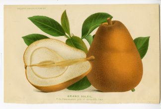 Antique Print-GRAND SOLEIL-POIRE-PEAR-FRUIT-De Pannemaeker-1875