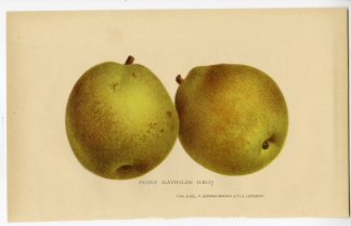Antique Print-MATHILDE RECQ-PEAR-POIRE-FRUIT-De Pannemaeker-1875