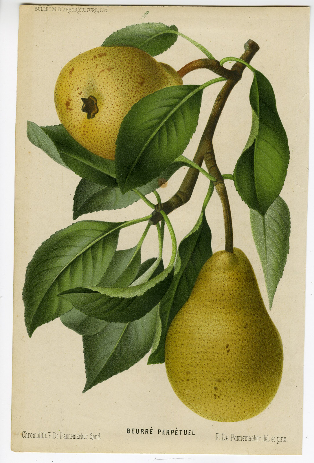 , Antique Print-BEURRE PERPETUEL-PEAR-FRUIT-BRANCH-De Pannemaeker-1875, Pictura Antique Prints