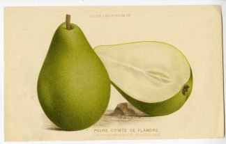 Antique Print-COMTE DE FLANDRE-PEAR-FRUIT-De Pannemaeker-1875