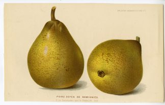 Antique Print-DOYEN DE RAMIGNIES-PEAR-FRUIT-De Pannemaeker-1875