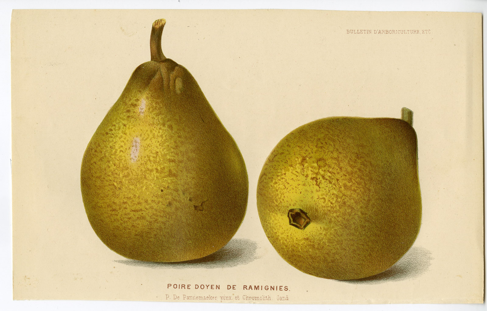 , Antique Print-DOYEN DE RAMIGNIES-PEAR-FRUIT-De Pannemaeker-1875, Pictura Antique Prints