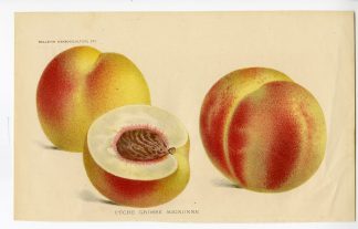 Antique Print-PEAR-FRUIT-GROSSE MIGNONNE-De Pannemaeker-1875