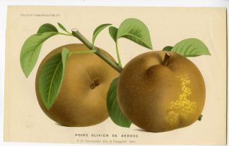 Antique Print-PEAR-FRUIT-OLIVIER DE SERRES-De Pannemaeker-1875
