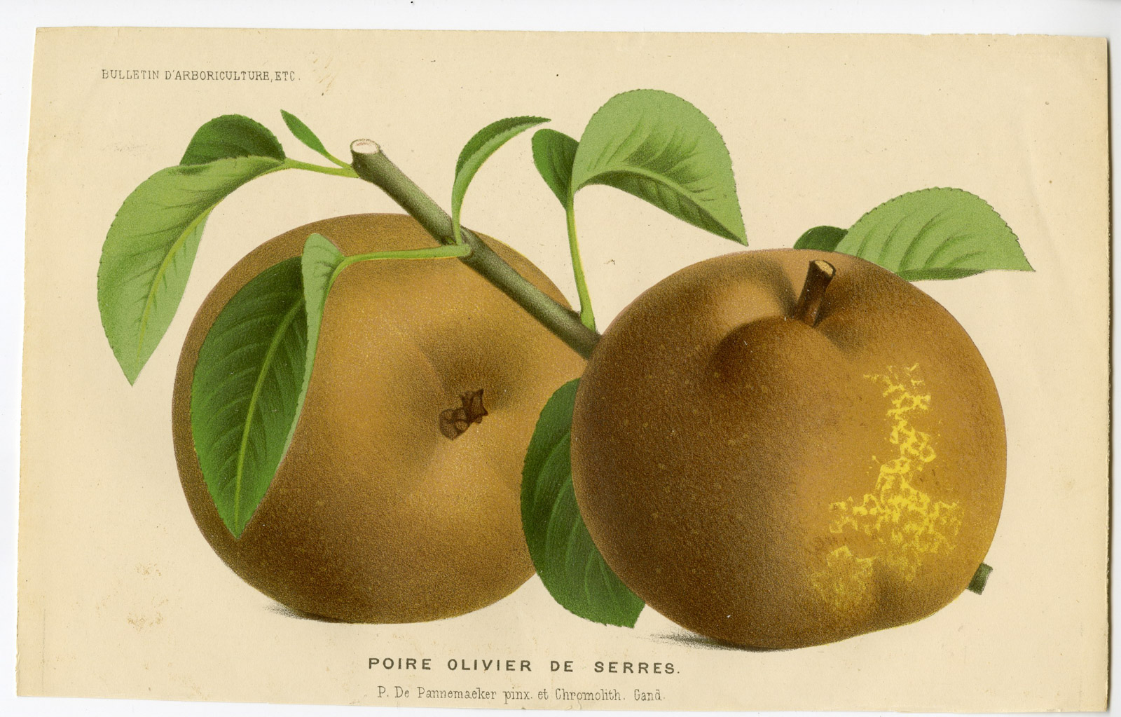 , Antique Print-PEAR-FRUIT-OLIVIER DE SERRES-De Pannemaeker-1875, Pictura Antique Prints