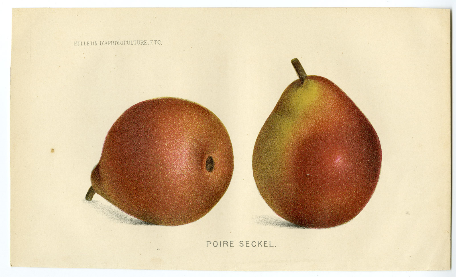 , Antique Print-PEAR-FRUIT-SECKEL-POIRE-De Pannemaeker-1875, Pictura Antique Prints