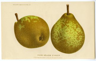 Antique Print-PEAR-FRUIT-DELICES D'HIVER-de Pannemaeker-1875