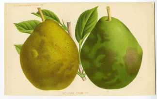 Antique Print-BEURRE CHAUDY-PEAR-FRUIT-de Pannemaeker-1875