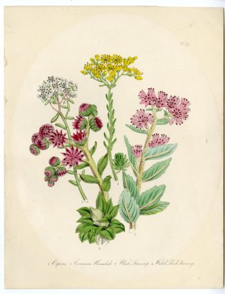 Antique Print-SEMPERVIVUM-HYLOTELEPHIUM-SEDUM-Loudon-1845