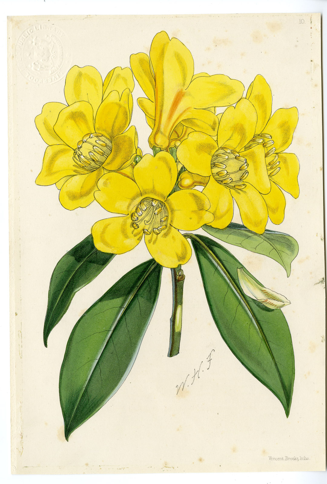 , Antique Print-TECOMA STANS-YELLOW TRUMPETBUSH-Brooks-1865, Pictura Antique Prints