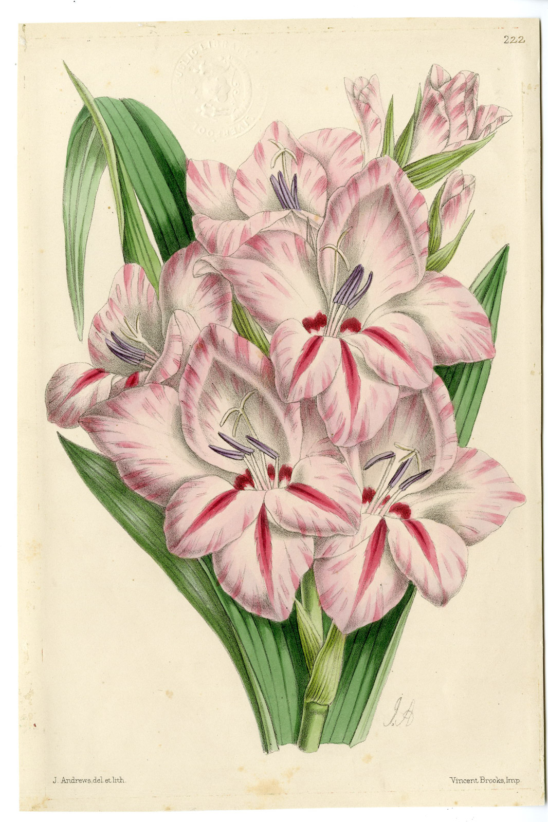 , Antique Print-LILIUM-LILY-FLORAL MAGAZINE-Andrews-1865, Pictura Antique Prints