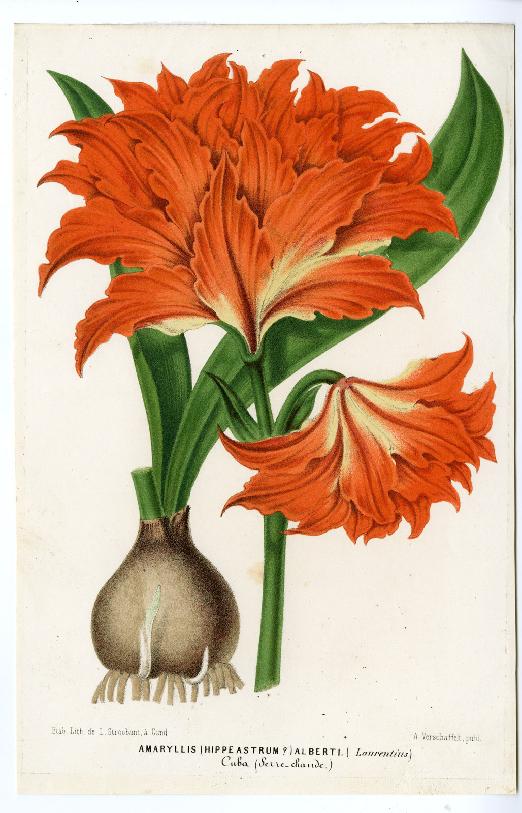 , Antique Print-HIPPEASTRUM ALBERTI-AMARYLLIS-KARL KING-Stroobant-1860, Pictura Antique Prints