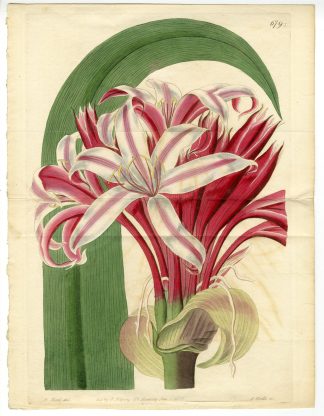 Antique Print-CRINUM ASIATICUM-POISON BULB-CRINUM LILY-Watts-Hart-1823