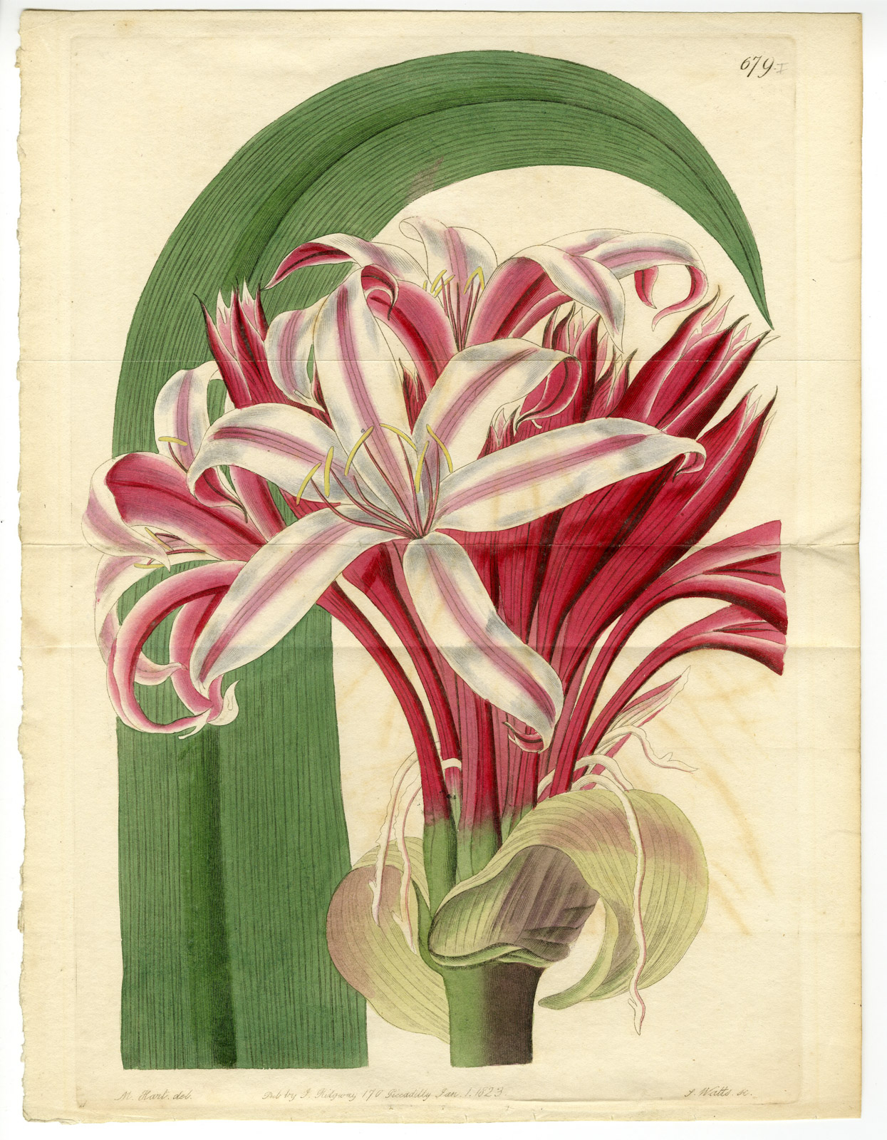 Antique Print-CRINUM ASIATICUM-POISON BULB-CRINUM LILY-Watts-Hart-1823
