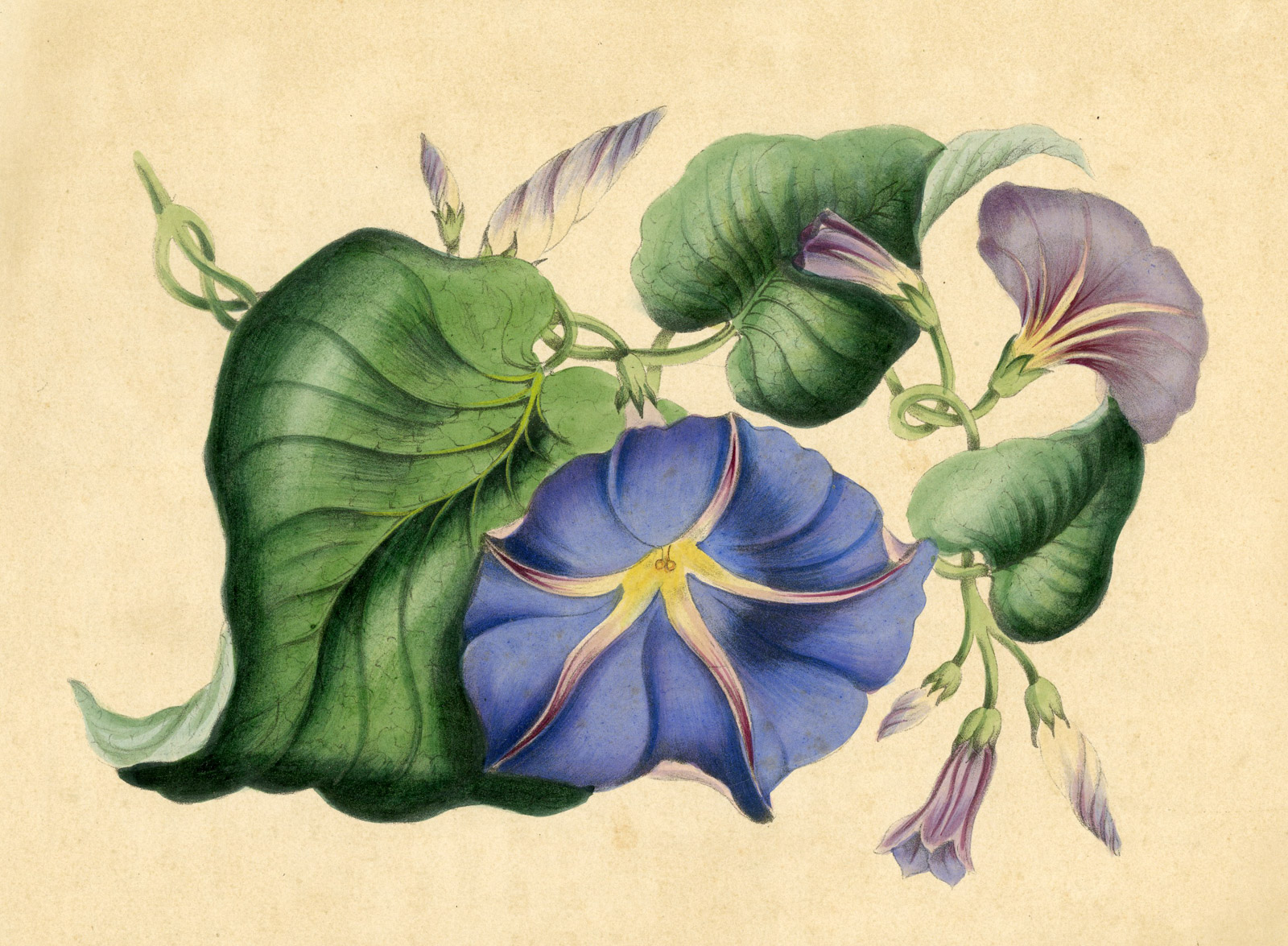 , Antique Print-MORNING GLORY-CONVOLVULUS-FLOWER-BOTANICAL-Anonymous-1880, Pictura Antique Prints