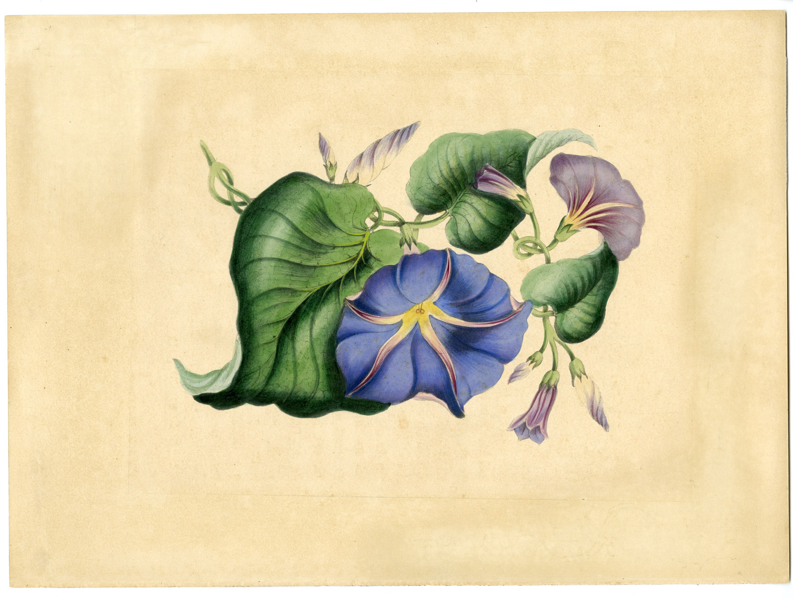 , Antique Print-MORNING GLORY-CONVOLVULUS-FLOWER-BOTANICAL-Anonymous-1880, Pictura Antique Prints