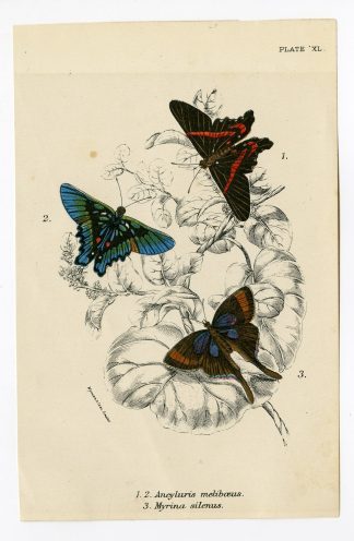 Antique Print-ANCYLURIS-MELIBOEUS SWORDTAIL-MYRINA-FIGTREE BLUE-PL.XL-Kirby-1897