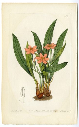 Antique Print-ELEUTHERINE BULBOSA-TEARS OF THE VIRGIN-PL. 57-Barclay-Drake-1843