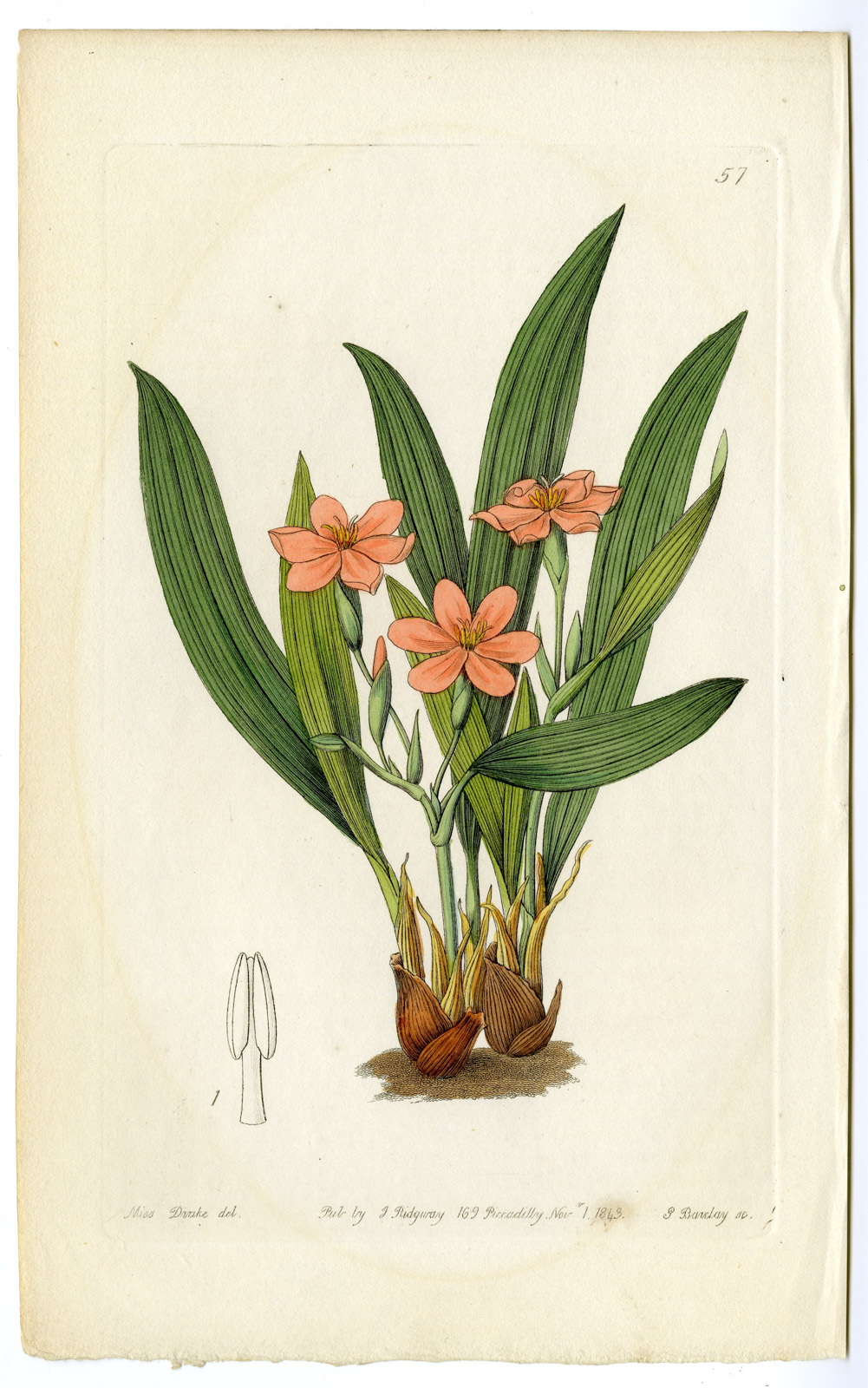, Antique Print-ELEUTHERINE BULBOSA-TEARS OF THE VIRGIN-PL. 57-Barclay-Drake-1843, Pictura Antique Prints