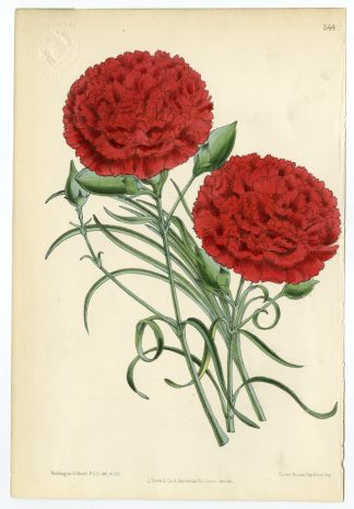 Antique Print-RED CARNATION-PL. 544-Smith-1871