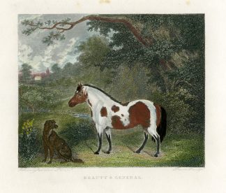 Antique Print-BEAUTY AND GENERAL-DOG-HORSE-WOOD-Parr-Schwanfelder-1850