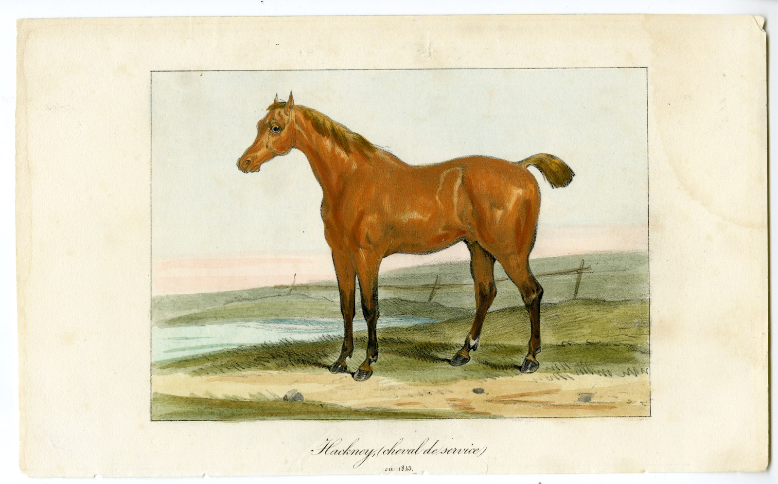 , Antique Print-HACKNEY HORSE-PORTRAIT-FIELD-Anonymous-1843, Pictura Antique Prints