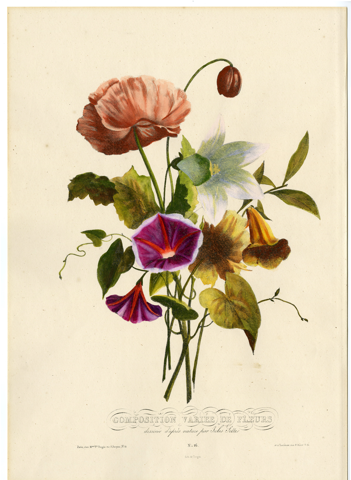 , Antique Print-BOUQUET-BINDWEED-POPPY-LILY-NO. 16-Turigs-Sette-1860, Pictura Antique Prints