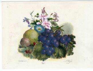 Antique Print-FRUIT-GRAPE-APPLE-BINDWEED-FLOWER-NO. 18-Weiss-1850