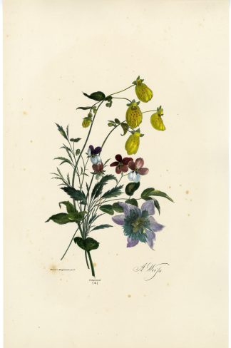 Antique Print-BOUQUET-CLEMATIS-VIOLET-NO. 4-Weiss-1850