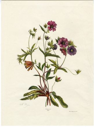 Antique Print-ANEMONE-RANUNCULACEAE-NO. 35-Weiss-1850