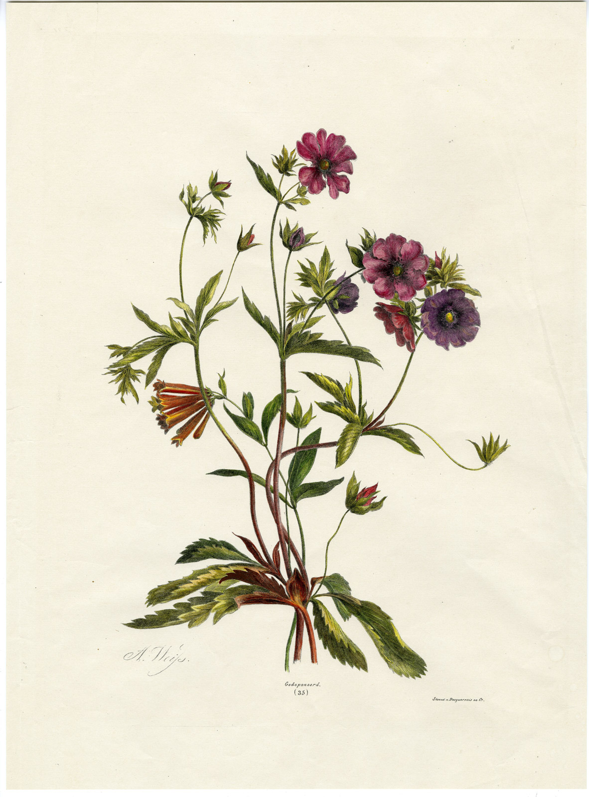 , Antique Print-ANEMONE-RANUNCULACEAE-NO. 35-Weiss-1850, Pictura Antique Prints